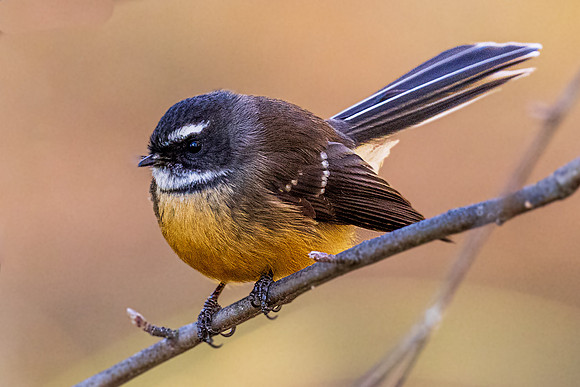 New Zealand Fantail