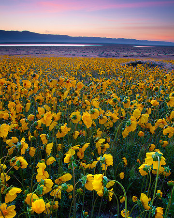 Pre-dawn Slumber, Carrizo Plain National Monument