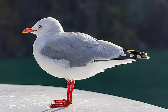 Silver Gull, Milford Sound