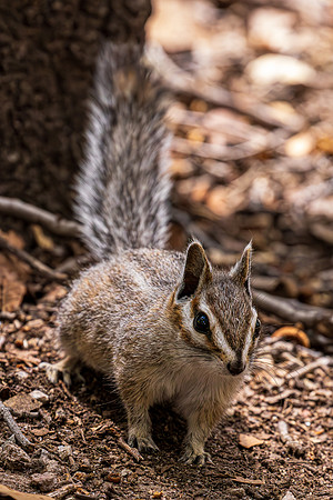 Chipmonk, Chiricahua NM