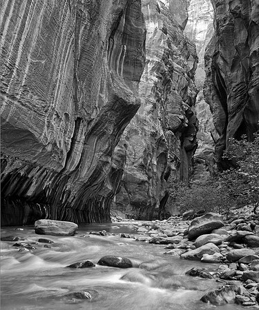 Zion Narrows Gold, Zion NP