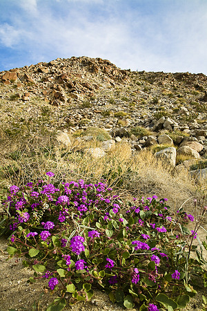 Desert Verbina, Anza-Borrego SP