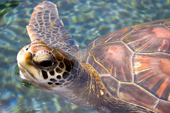 Baby Green Sea Turtle, Maui
