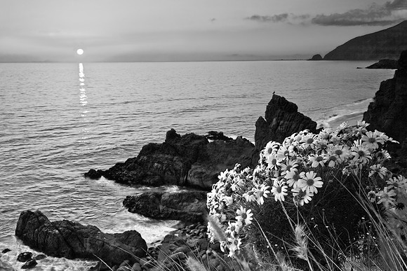 Giant Coreopsis Sunset, Point Mugu SP