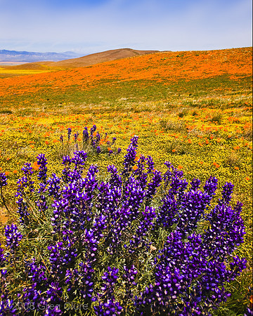 Purple Lupins, Yellow Goldfields and Orange Poppies