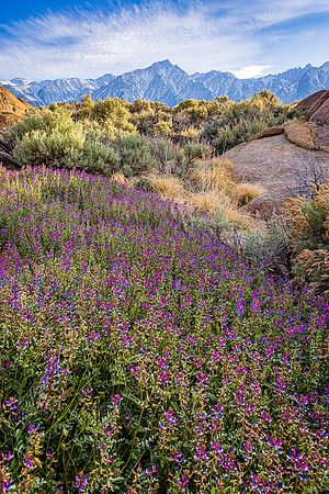 Milk Vetch Patch, Alabama Hills