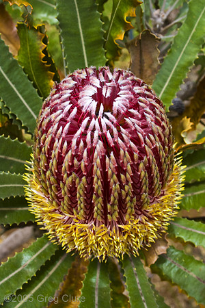 Protea 2, Maui