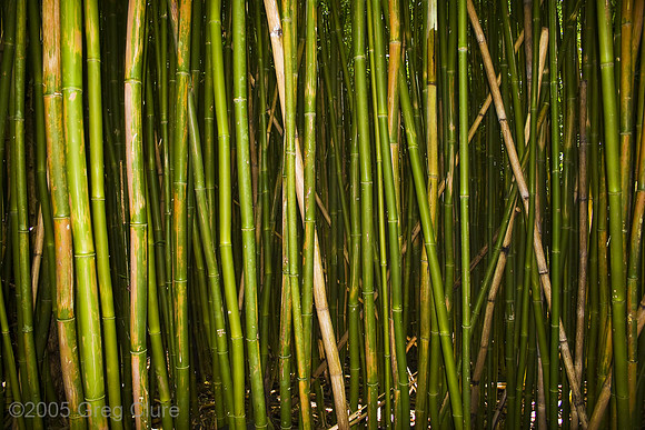 Bamboo Forest, Pipiwai Trail, Maui