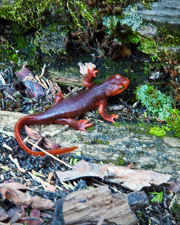 California Newt, Kaweah River-Sequoia NP