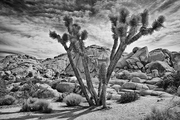 Joshua Tree Landscape