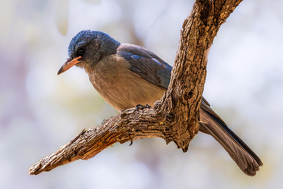Surveying, Mexican Jay, Chiricahua NM