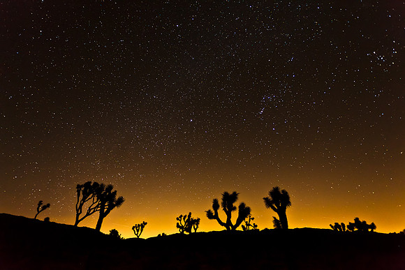 Stary Night, Joshua Tree NP