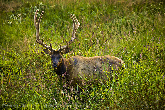 Roosevelt Elk Bull, Pairie Creek Redwood State Park