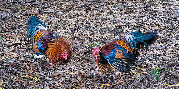 Cox Fight, Waimea Canayon, Kauai