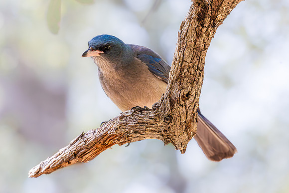 Focused, Mexican Jay, Chiricahua NM