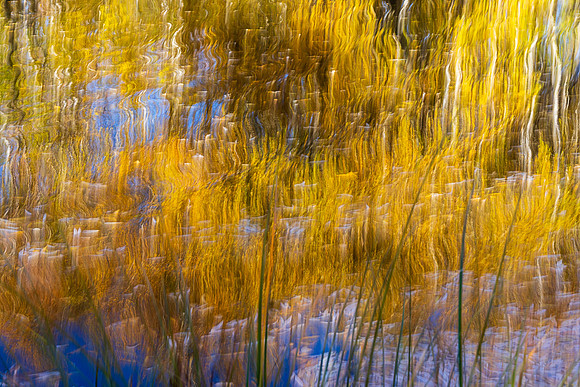 Willow Reflections