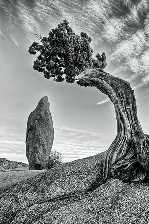 Juniper & Monolith, Joshua Tree National Park (B&W)