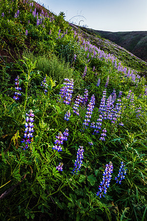 Potrero Road, Santa Monica Mountains