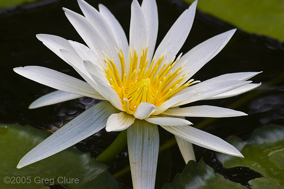 Lilly White, Maui