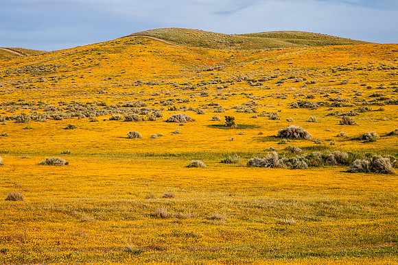 Golden Carpet, Behind the Reserve