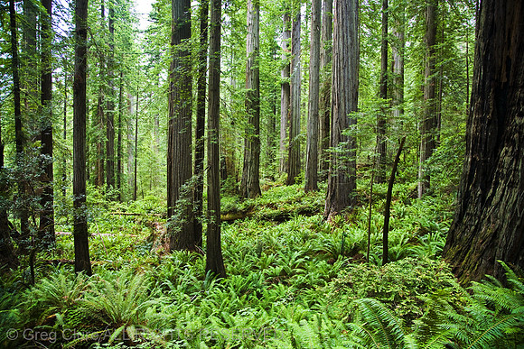 Redwoods And Flora, Redwood NP