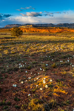 Primrose Prairie, Grand Staircase Escalante