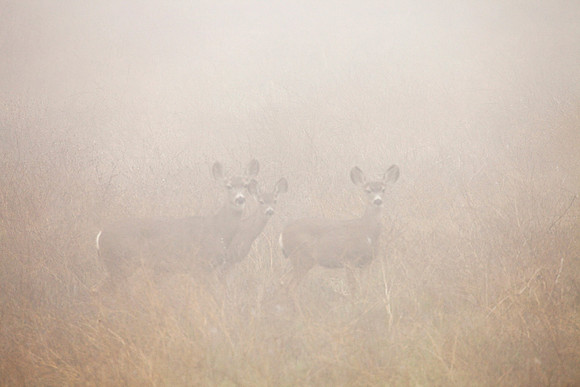 Foggy Eyes, Malibu Creek SP