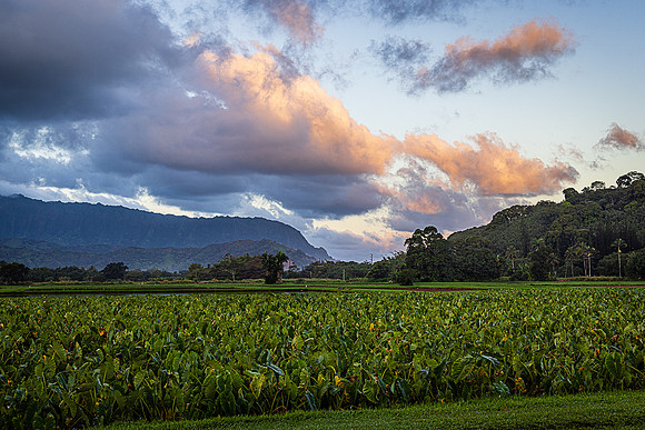 Taro Fields, Hanalei Valley, Kauai
