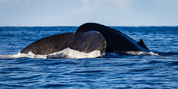 Dorsal and Fluke, Kauai's South Shore
