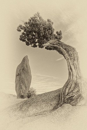 Juniper & Monolith, Joshua Tree National Park (Antique Plate)