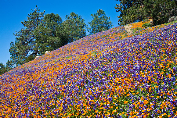 Figueroa Mountain, Santa Barbara County