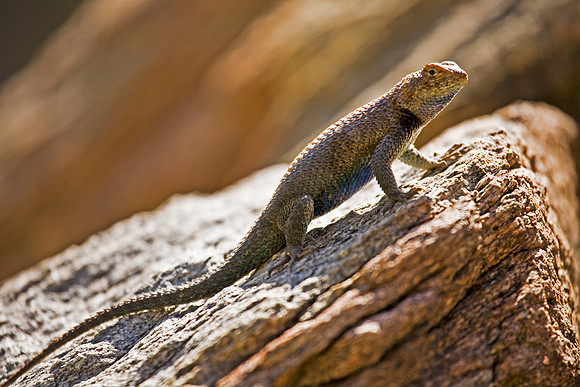Chuckwalla, Palm Canyon, Palm Springs
