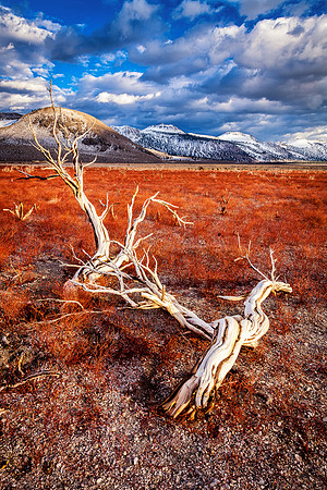 Autumn Flora, Mono Basin