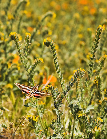 Shpinex Moth Necturing on Yellow Fiddleneck