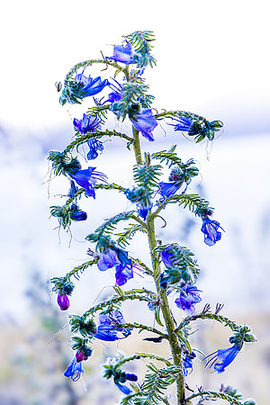 Blueweed at Lake Ohau