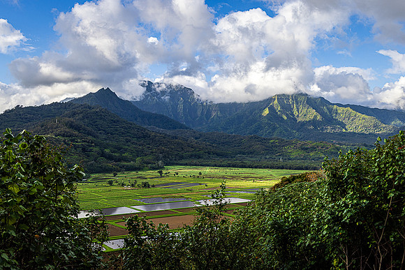 Hanalei Taro Field Morning, Kauai