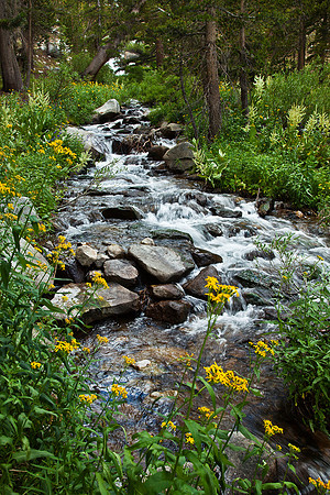 Genevieve Creek, John Muir Wilderness