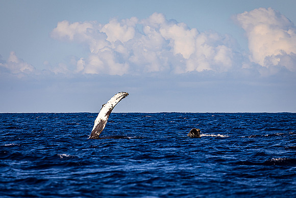 Pectoral Wave, Kauai's South Shore