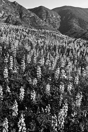 Lupine Hilltop, La Jolla Canyon