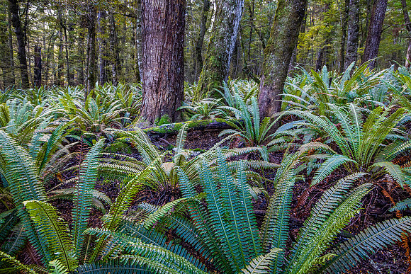 Ferns and Beech Trees, Fiordland National Park