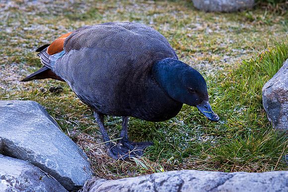 Male Paradise Duck, Aoraki/Mt. Cook National Park