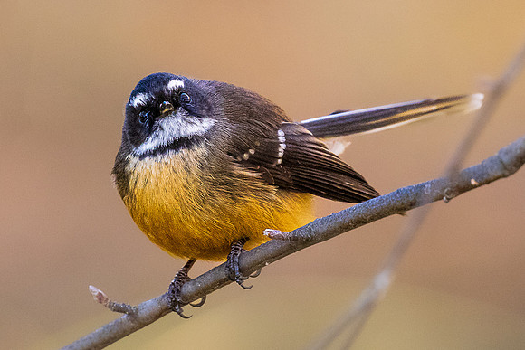 What are you looking at? New Zealand Fantail