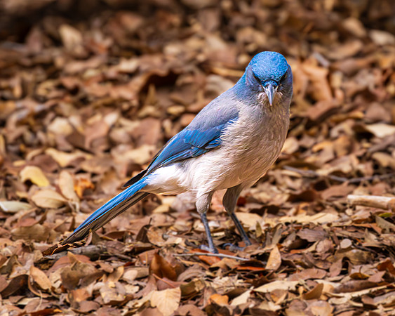 Grounded, Mexican Jay, Chiricahua NM