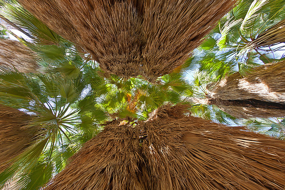 Oasis Canopy, Joshua Tree NP