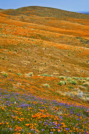 Purple to Orange