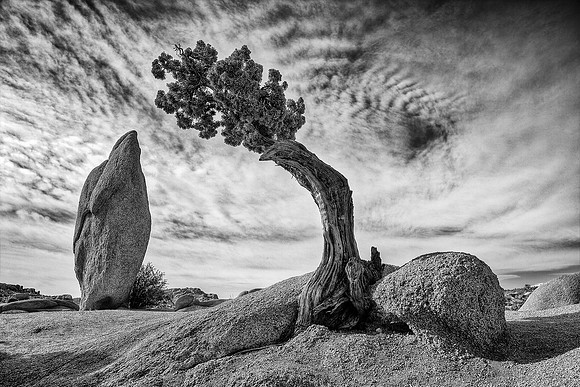 Boulder, Juniper & Monolith, Joshua Tree National Park (B&W)