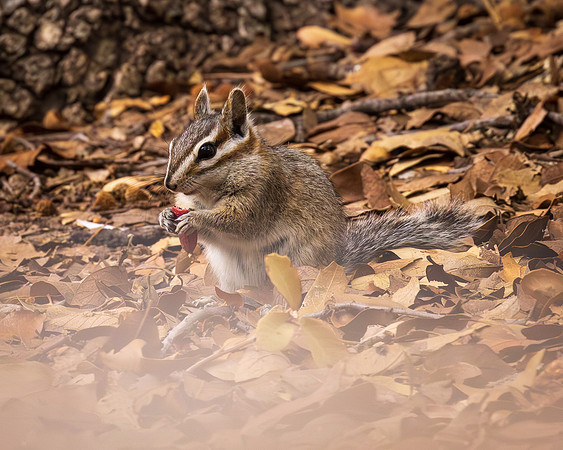 Chipmonk Noshing, Chiricahua NM