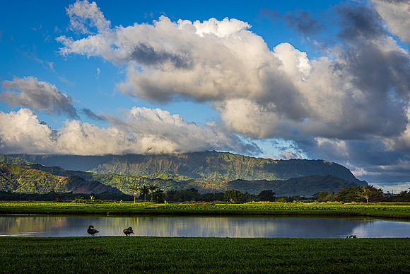 Nene Paridise, Hanalei Valley, Kauai