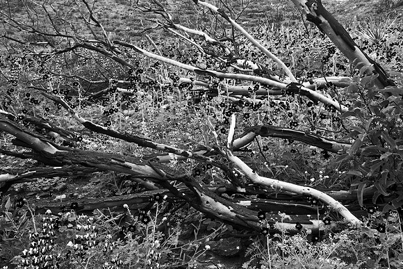 Under The Charred Laurel Sumac, La Jolla Canyon