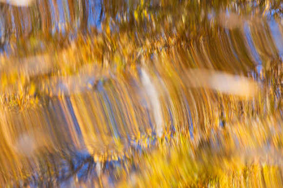Willow Leaves